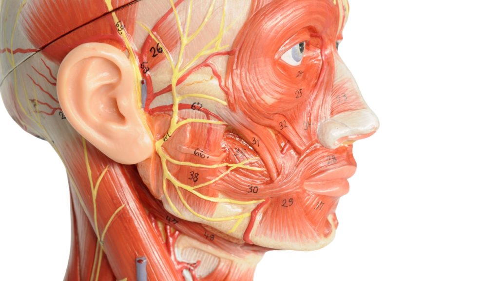 Imagen representativa de curso práctico de microestimulación facial.
